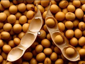 Pengurangan Atau Kesan Pengeluaran Kacang Soya Argentina Terhadap Bekalan Dan...