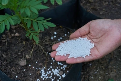 Urea: Keuntungan Eksport Muncul dalam Harga Pasaran Dalam Negeri Dan Asing