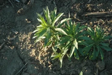 Cara Mengawal Marestail Tahan