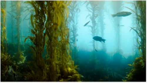 Biofuel Kelp Mungkin Tidak Lama Lagi Menguasakan Kereta Dan Pesawat Kita