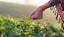 CropLife India Mencari Perlindungan Data 5 tahun, Memberi Amaran Terhadap Pil...